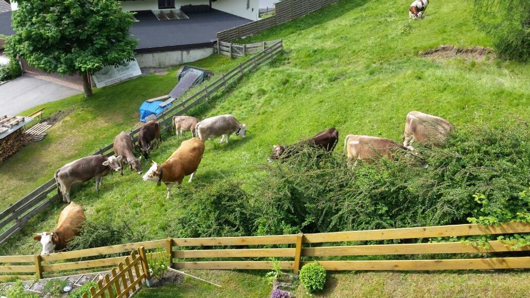 Apartmán Haus Wohleb Fulpmes Exteriér fotografie